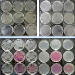 HB101 chemically E.coli Express Competent Cells